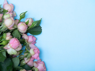 spring roses flatlay on blue background. Concept of flowers for Valentines Day , mothers Day or March 8