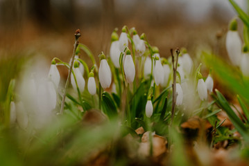 growing snowdrops in spring in park