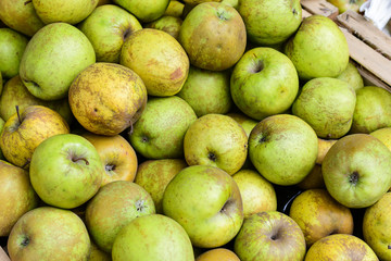 ugly eco food organic apples at the farmers' market. ugly fruits and vegetables concept. selective focus