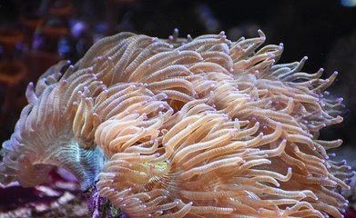 Fototapeta na wymiar Sea anemone
