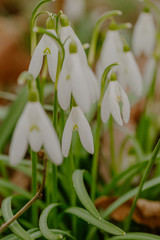 growing snowdrops in spring in park
