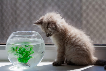 A beautiful fluffy kitten is hunting for a goldfish in an aqua rime. Friendship of a kitten and...