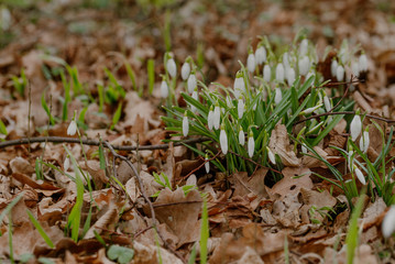 growing snowdrops in spring in park