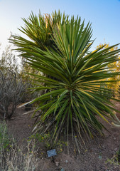 A group of succulent plants Agave and in the botanical garden of Phoenix, Arizona, USA
