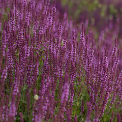 Fototapeta premium bright delicate flowers of sage blooming in a summer field