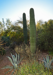 A group of succulent plants and cacti in the Phoenix Botanical Garden, Arizona, USA