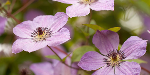delicate wonderful lilac flowers of clematis
