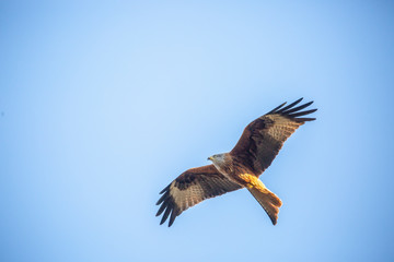 Red kite