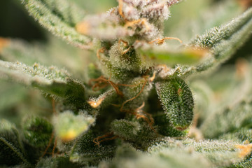 Indica flower. Macro trichomes of cannabis. Pot green flower. CBD THC in Pot. Marijuana bud close...