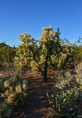Cactus. Cane Chola Cylindropuntia spinosior on a background of blue sky. Arizona, USA
