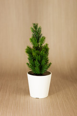 small christmas tree in pot closeup