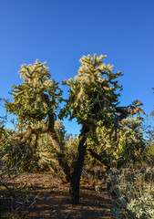 Fototapeta na wymiar Cactus. Cane Chola Cylindropuntia spinosior on a background of blue sky. Arizona, USA