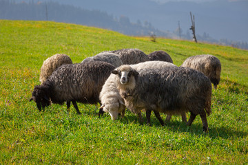 Naklejka na ściany i meble Sheep herd in a green meadow. Spring fields and meadows.