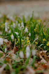 growing snowdrops in spring in park