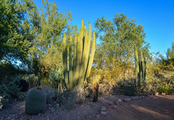 A group of succulent plants Agave and Opuntia cacti in the botanical garden of Phoenix, Arizona, USA
