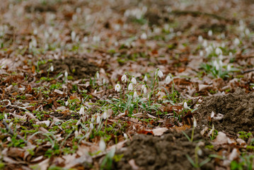 First Flowers in Spring - Snowdrops Growing on a meadow.