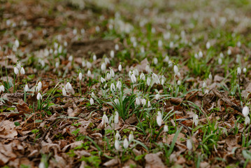 First Flowers in Spring - Snowdrops Growing on a meadow.