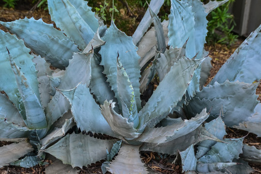 Agave in a botanical garden in the city of Phoenix, Arizona