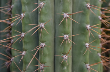 Arizona cacti.  A view looking up a Saguaro cactus (Carnegiea gigantea),