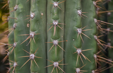 Arizona cacti.  A view looking up a Saguaro cactus (Carnegiea gigantea),