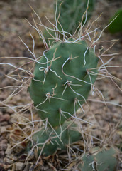 A succulent plants of Opuntia cacti in the Phoenix Botanical Garden, Arizona, USA