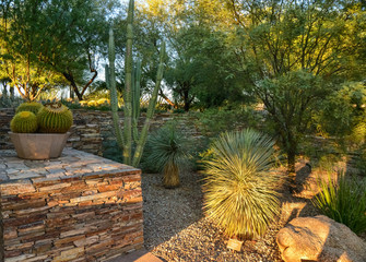 A group of succulent plants and cacti in the Phoenix Botanical Garden, Arizona, USA