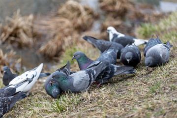 Pigeons eat bread crumbs on the grass.