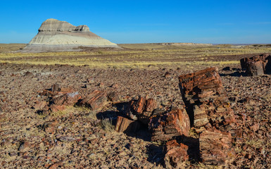 The trunks of petrified trees, multi-colored crystals of minerals. Petrified Forest National Park,...
