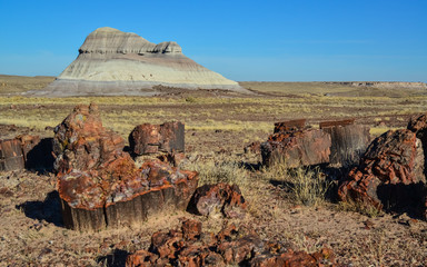 The trunks of petrified trees, multi-colored crystals of minerals. Petrified Forest National Park,...