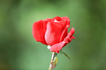 Obraz premium The blooming rose is in the garden