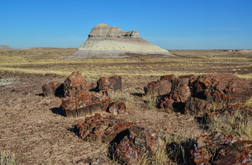 The trunks of petrified trees, multi-colored crystals of minerals. Petrified Forest National Park,...