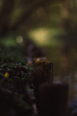 Ecology nature landscape. Flowering green forest on spring sunset light. Macro shot of ground in city park. Blurred forest background with sun lights. Ecology and nature concept.
