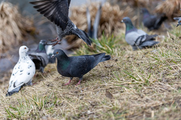Pigeons eat bread crumbs on the grass.