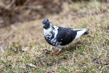 One dove walks on spring grass.