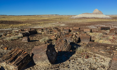 The trunks of petrified trees, multi-colored crystals of minerals. Petrified Forest National Park,...