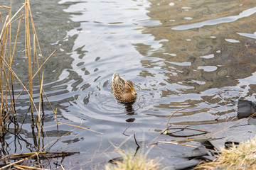 A female duck swims in a lake in a park.