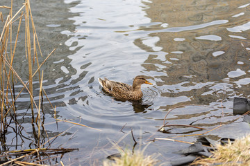 A female duck swims in a lake in a park.