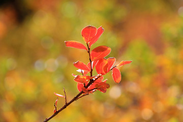 Crape myrtle, a Chinese medicinal plant
