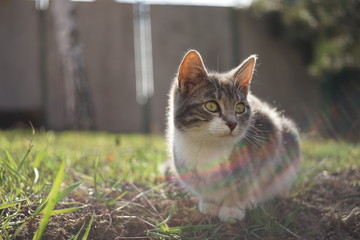 Tricolor kitten resting on green grass in a sunny garden.