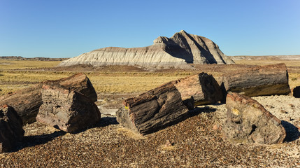 The trunks of petrified trees, multi-colored crystals of minerals. Petrified Forest National Park,...