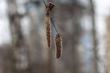 Catkins on a tree open in early spring.