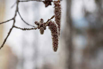 Catkins on a tree open in early spring.