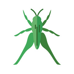 grasshopper insect, flat style icon