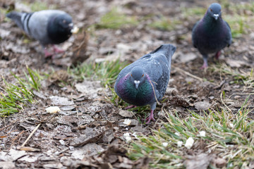 Pigeons eat bread crumbs on the grass.