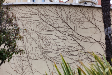 The plant encircled the wall. Unusual texture of a climbing plant on a pale wall. Beautiful background of curving branches. The loach swept over the fence. Abstract texture made of natural material.