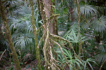 Relic forest consisting of yew and boxwood. Trees in the reserve. Moss on the branches. Natural background from the jungle. Natural niche. Old trees. Beauty of nature.