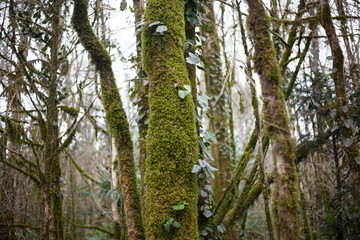 Relic forest consisting of yew and boxwood. Trees in the reserve. Moss on the branches. Natural background from the jungle. Natural niche. Old trees. Beauty of nature.
