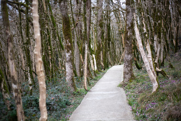 Fototapeta premium Trail for tourists in a nature reserve. Wildlife trail. Concrete path in the relict forest. A tourist route for a walk in an unknown place. Equipped lift.