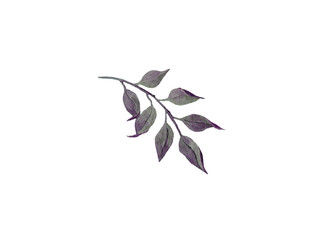 Single  branch of purpe leaves white background