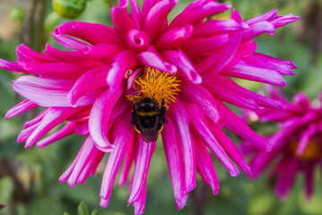 Blume#Biene